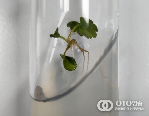 경기도 농기원, 바이러스 걱정 없는 ‘딸기 무병묘’ 농가 보급에 한 발짝 더 가까이