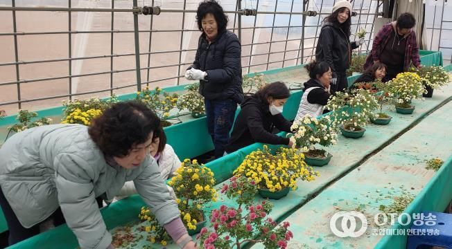 평택시 생활개선회 국화 분재 교육 작품전시회 개최