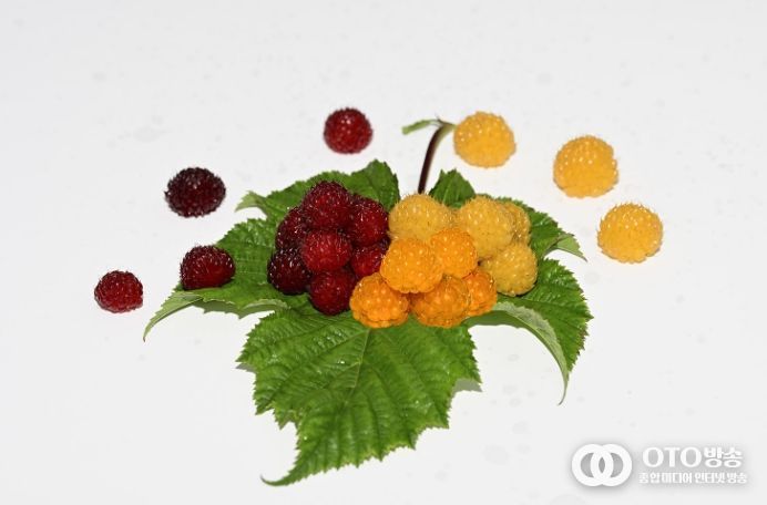 신품종 산딸기(왼쪽부터 붉은색 ‘동악홍’, 오렌지색 ‘골드문’, 노란색 ‘골든볼’)