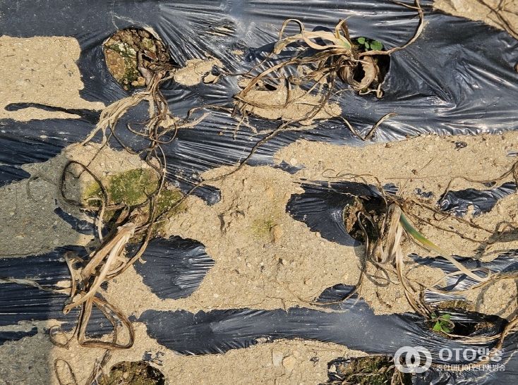 양파 흑색썩음병, ‘친환경 방제제’로 잡는다