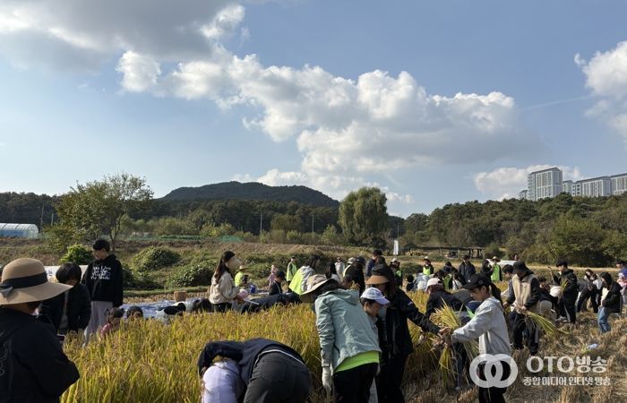 시민과 함께하는 가을걷이 행사에 참여한 시민들이 추수를 하고 있다