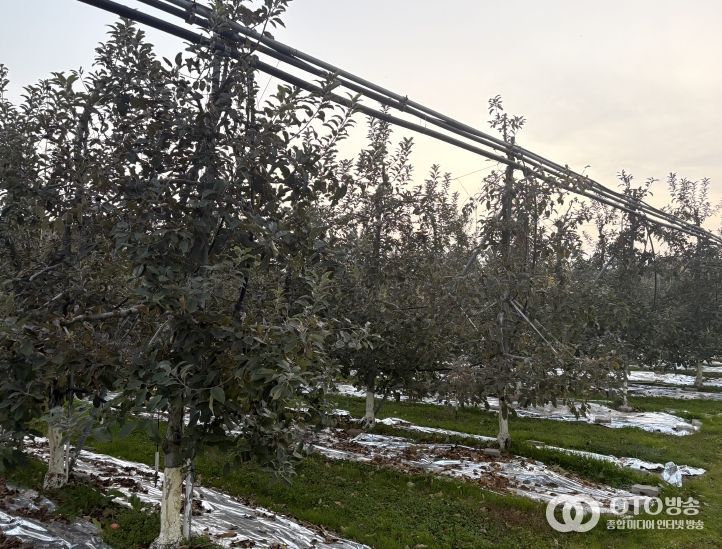농기원, 내년 품질 향상 위해 시비·관수·동해예방 철저 당부