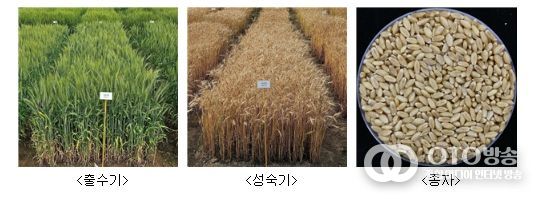 ‘이룸’ 품종 사진