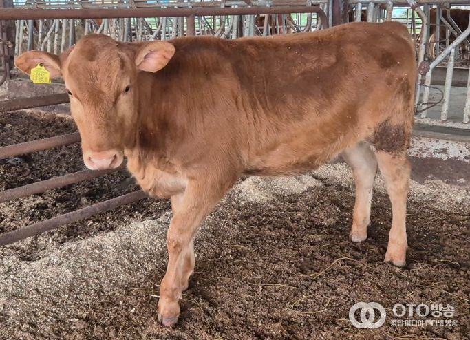 ‘충남 우수 한우 수정란 보급사업’ 효과성 입증