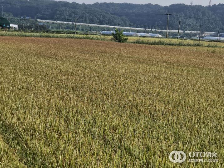 서천군, 벼 깨씨무늬병 사전예방 당부