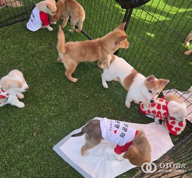 찾아가는 입양홍보센터