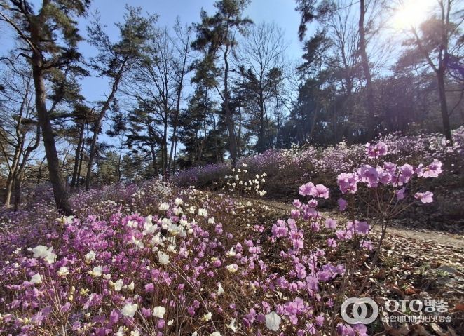 우산 일대의 진달래가 핀 모습