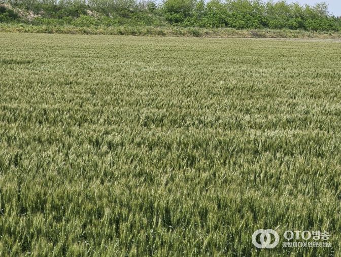 서천군, 맥류 붉은곰팡이병 적기 방제 당부